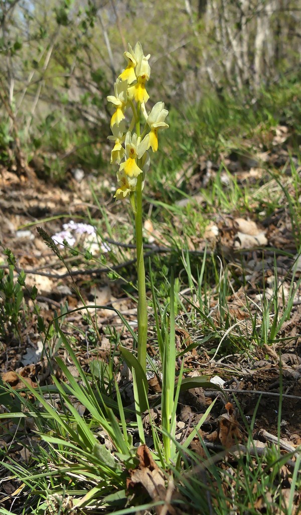 O.pauciflora, O.provincialis, O.quadripunctata, O.xcolemanii, 4 belle Orchis.